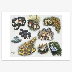 Svampeplakat – 9 spiselige svampe af Jacob Kirk – 50×70 cm